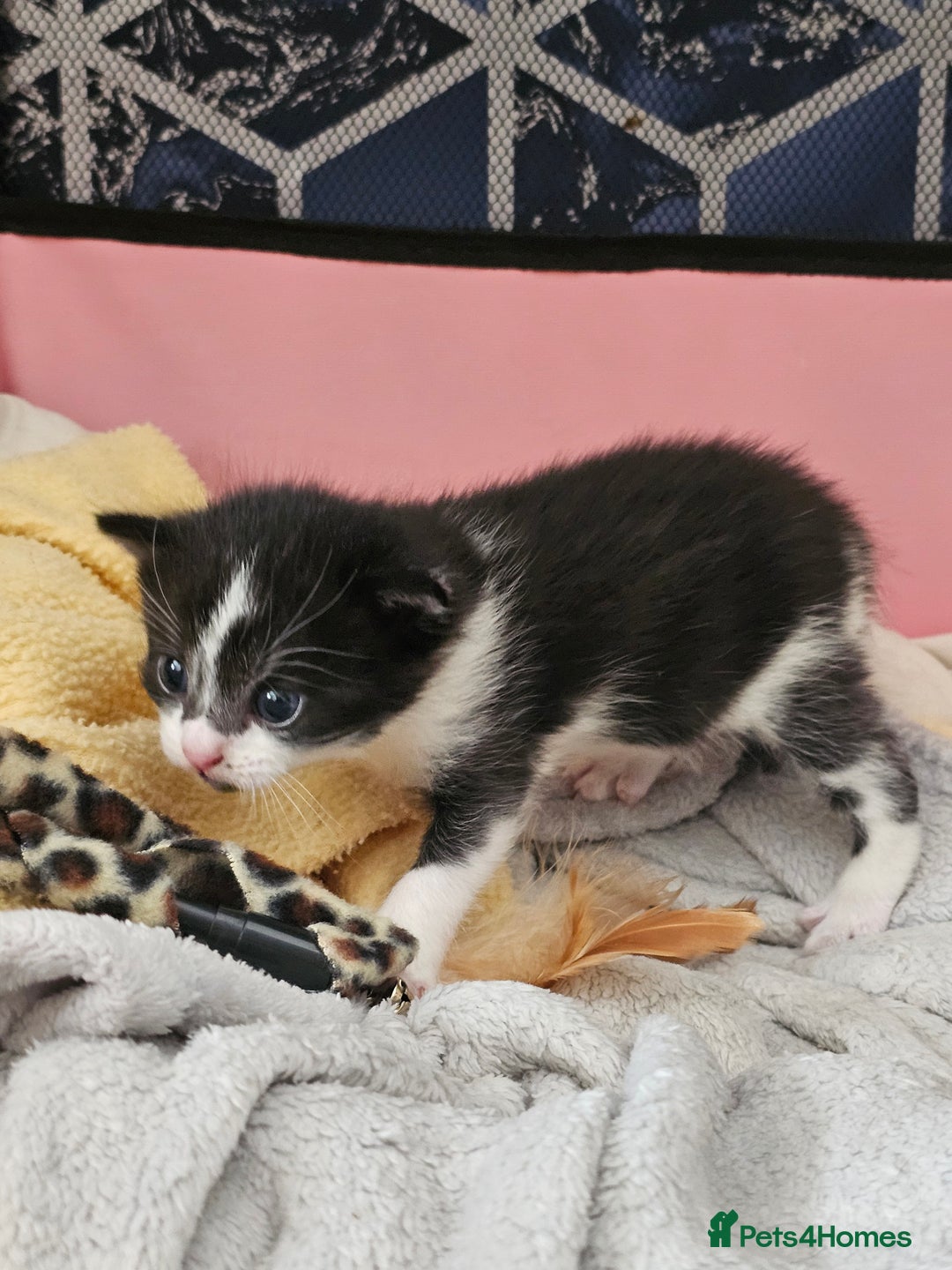 Mixed Breed cats for sale: Kittens - Image 9