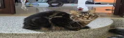Mixed Breed cats for adoption: Starsky  - Advert 3