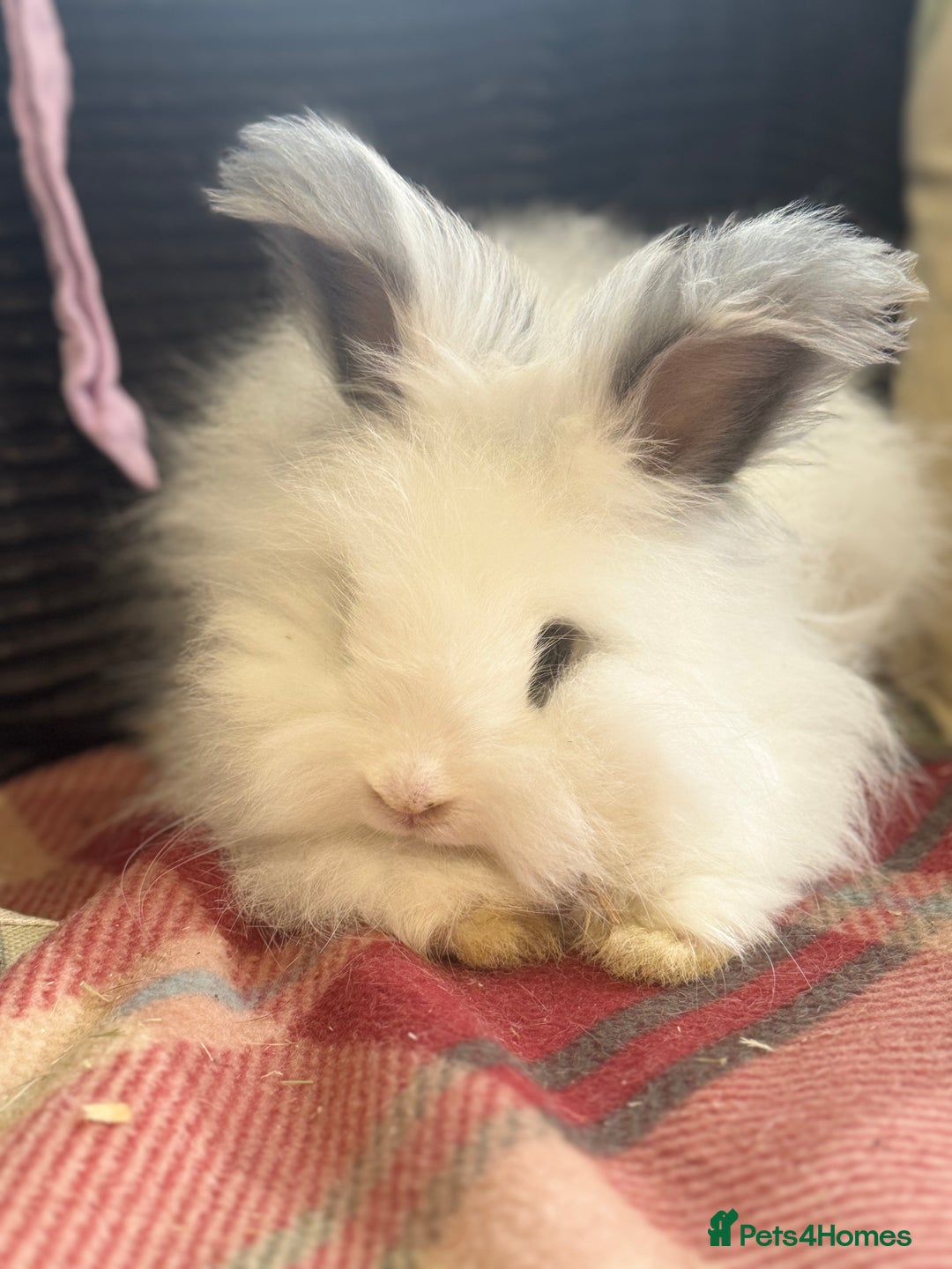 Angora rabbits for sale: Stunning pure bred English angora babies - Image 8