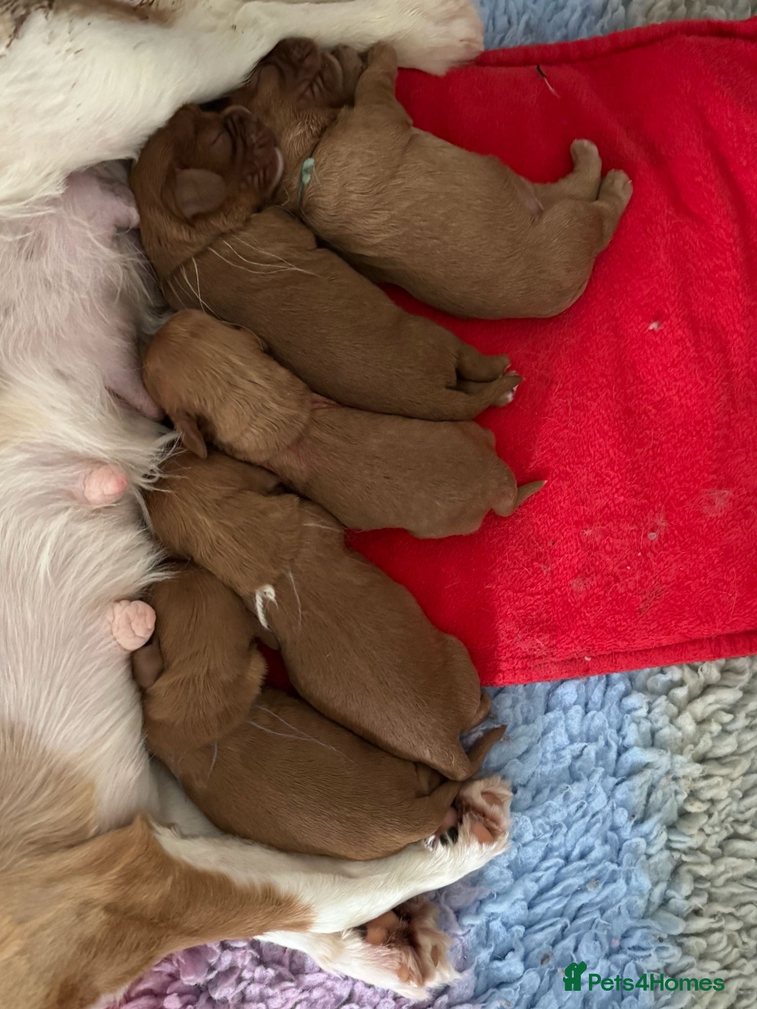 Cavalier King Charles Spaniel dogs FULLY VACCINATED RUBY CAVS READY NOW  - Advert 2