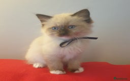 Ragdoll cats for sale: 4 beautiful ragdoll kittens for sale - Oxford - Image 7