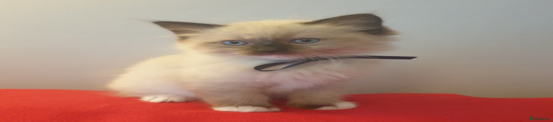 Ragdoll Kitten 1