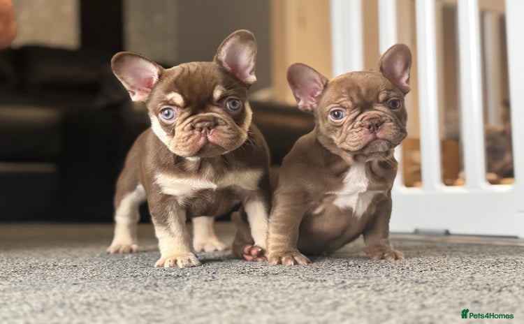 French Bulldog dogs - Advert 3