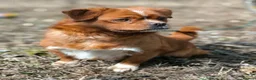 Mixed Breed dogs for adoption: 💙🐶 BONIK – TWO PERSONALITIES IN ONE LITTLE BODY in Burton-on-Trent - Advert 12