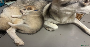Utonagan dogs - Advert 16