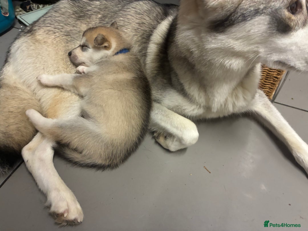 Utonagan dogs for sale: Siberian husky x alusky (malamute x husky) - Image 3