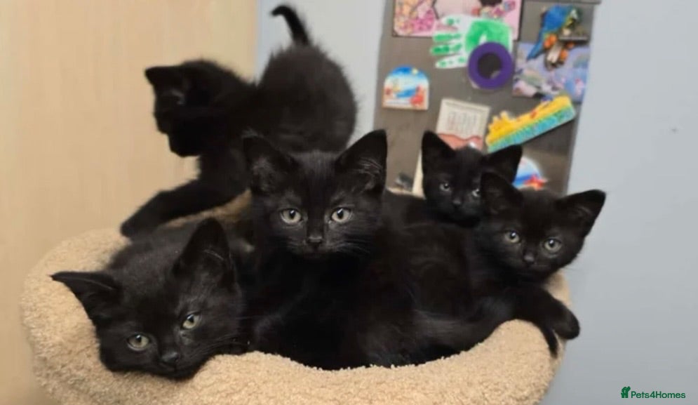British Shorthair cats British Shorthair X Maincoon Kittens - Advert 1