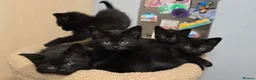 British Shorthair cats for sale: British Shorthair X Maincoon Kittens - Advert 1