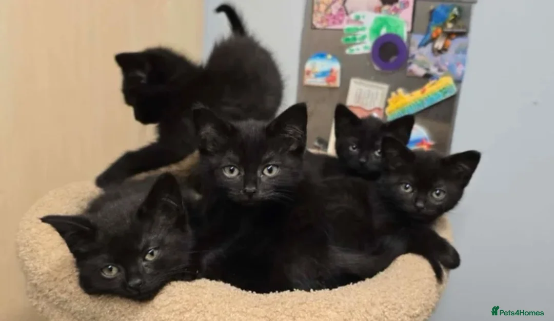 British Shorthair cats for sale: British Shorthair X Maincoon Kittens - Advert 1