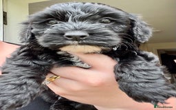 Mixed Breed dogs for sale: Adorable Yorkiepoo x Cockapoo puppies  - Image 7