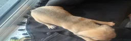Mixed Breed dogs for sale: Mixed breed puppies in Rowley Regis - Advert 34