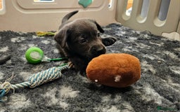 Labrador Retriever dogs for sale: THE LAST 4 KC HEALTH TESTED LABS READY TO NOW.  - Image 18