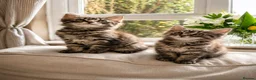 Mixed Breed cats for sale: 9 Week Old Fluffy Ragdoll Mix Kittens - Advert 2