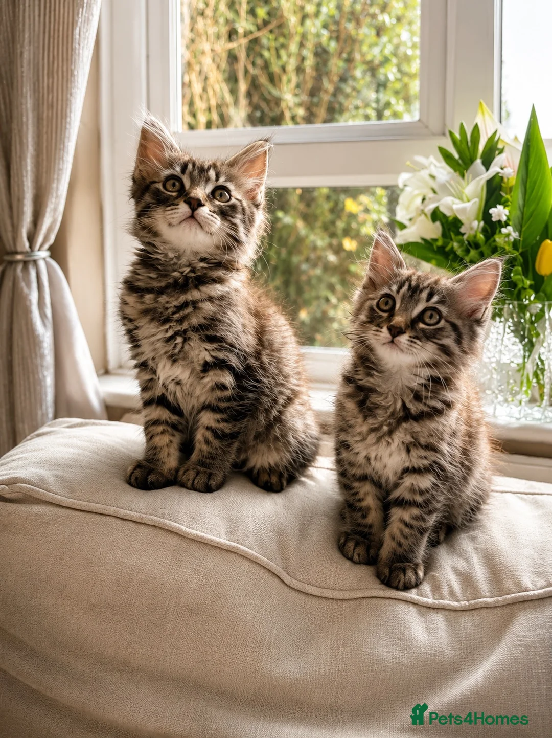 Mixed Breed cats for sale: 9 Week Old Fluffy Ragdoll Mix Kittens - Advert 2