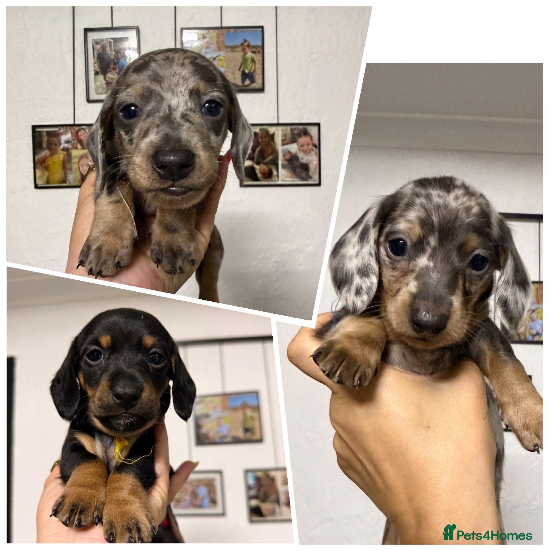 Miniature Dachshund dogs 3 adorable miniature dachshund boys available  - Advert 1