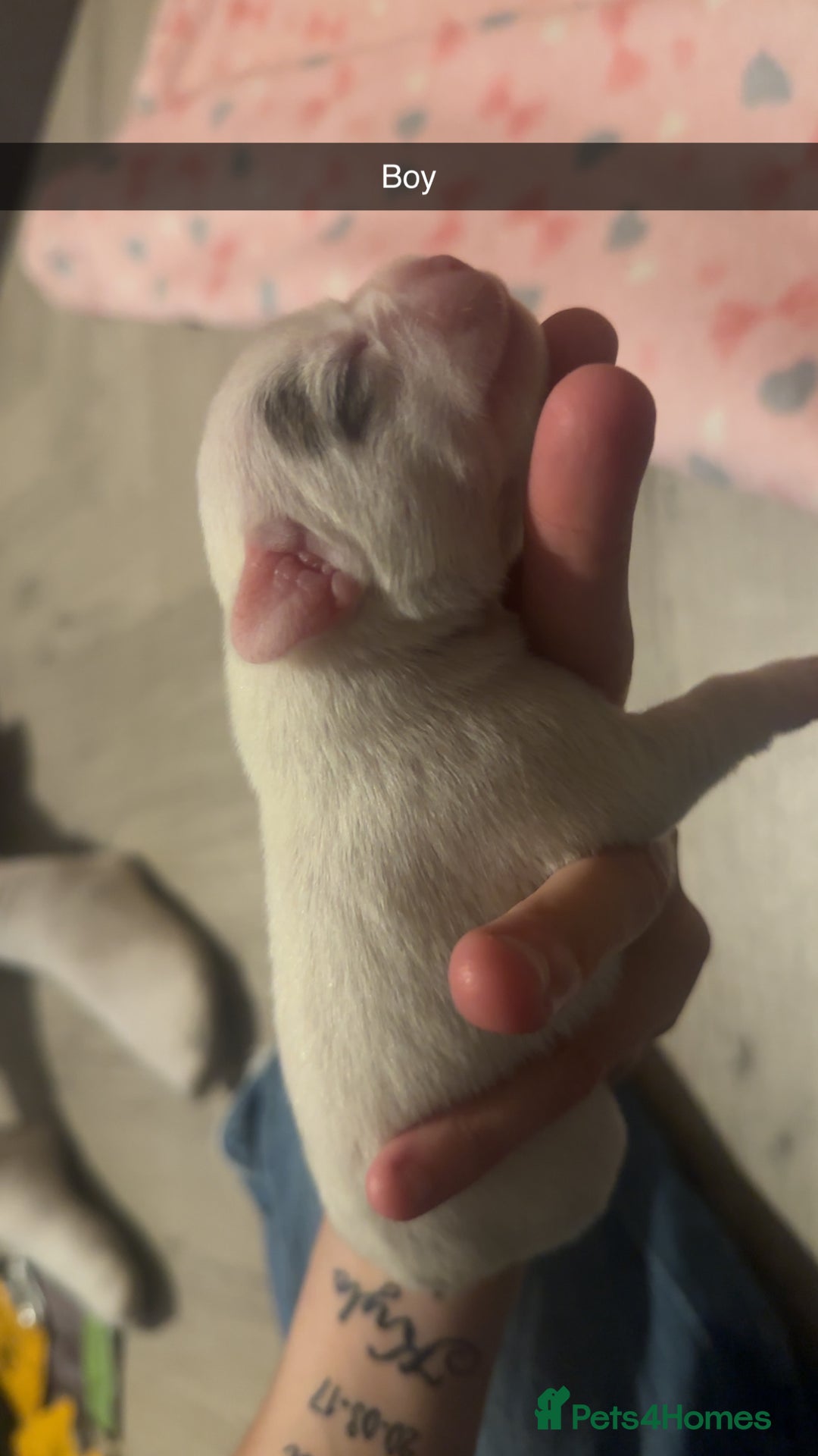 French Bulldog dogs for sale: French bulldog puppies - Image 4
