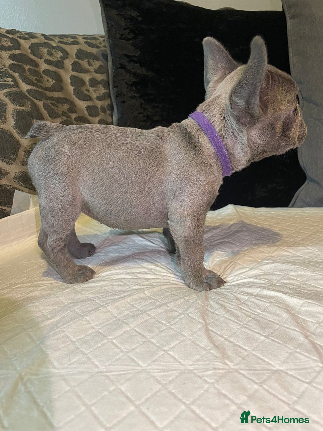 French Bulldog dogs for sale: Kc Reg Micro frenchies for sale - Image 17