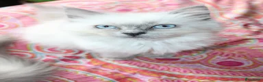 Ragdoll Kitten 1