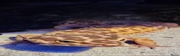 Leopard Gecko reptiles for sale: Leopard gecko with 50 gallon reptile tank. - Advert 6