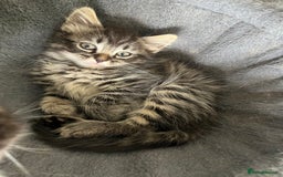 Mixed Breed cats for sale: Siamese/bsh domestic cross kittens  - Image 2