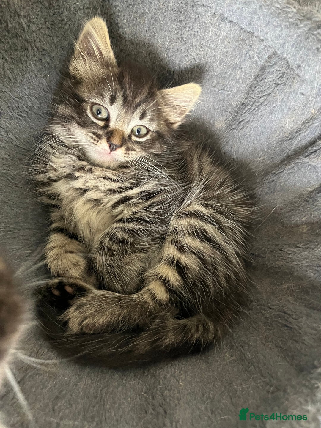 Mixed Breed cats for sale: Siamese/bsh domestic cross kittens  - Image 2