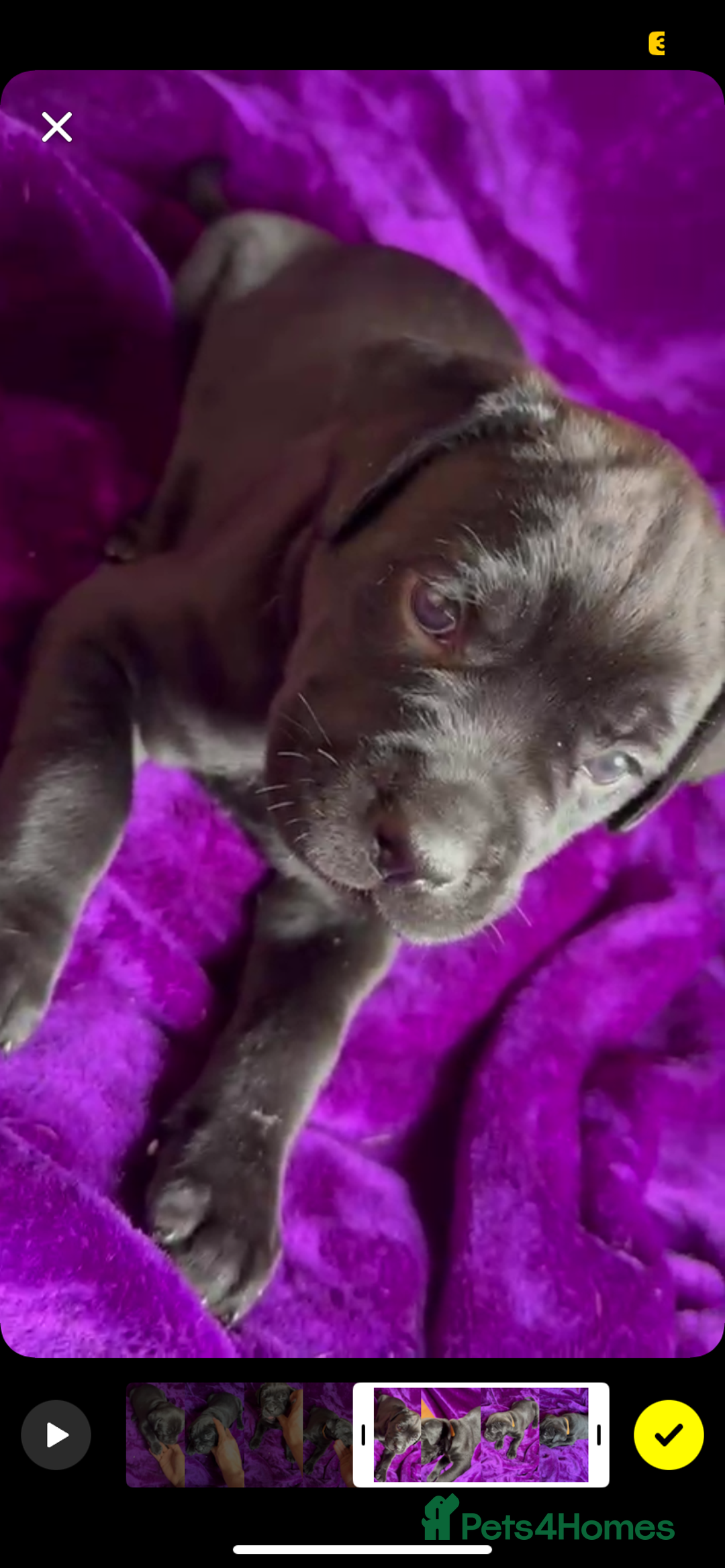 Mixed Breed dogs for sale: Cane Corso × Rottweiler/Bordeaux Puppies All Girls - Image 25
