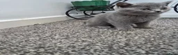 British Shorthair cats for sale: British shorthair kittens active - Advert 7