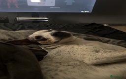 Mixed Breed dogs for sale: Australian cattle dog x whippet  - Advert 5