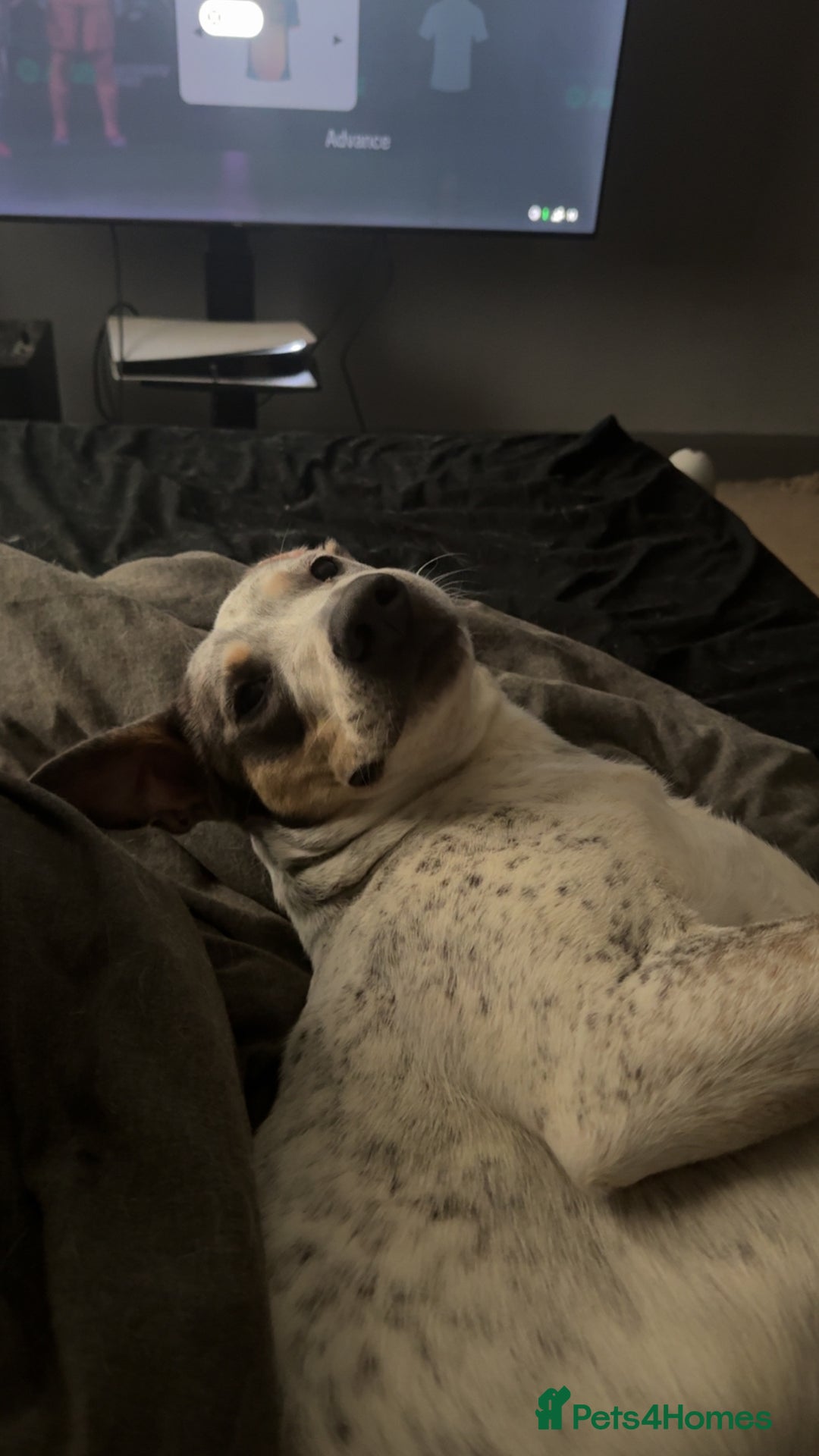 Mixed Breed dogs for sale: Australian cattle dog x whippet  - Advert 5