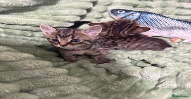 Mixed Breed cats - Advert 9