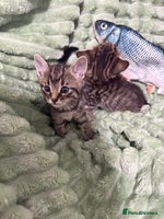 Mixed Breed cats - Advert 9