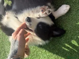 Border Collie dogs Ready For Leave Top Quality Border Collies - Advert 11