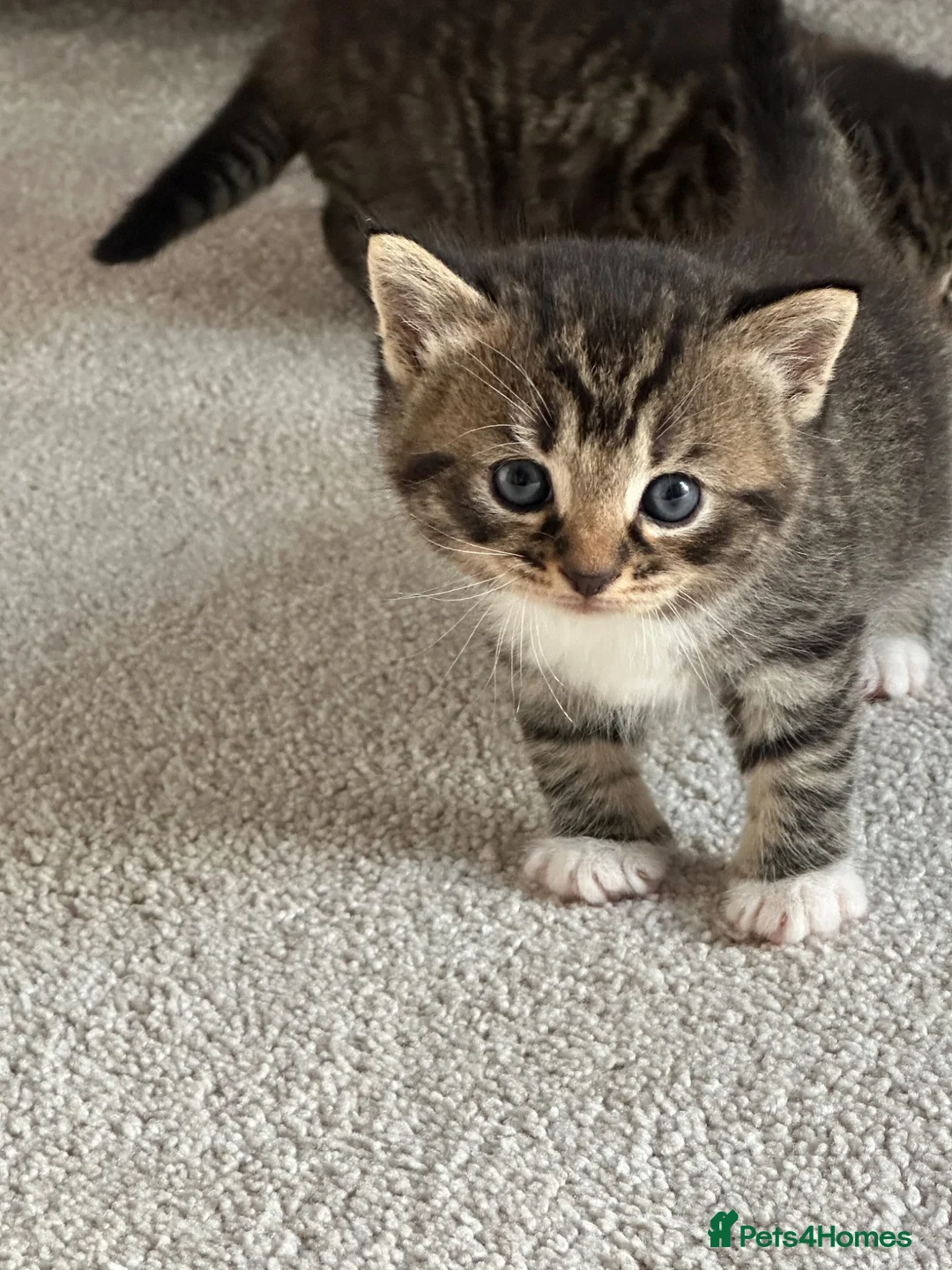 Mixed Breed cats for sale: Adorable British Shorthair Mix Kittens 🐾 in Basildon - Advert 2