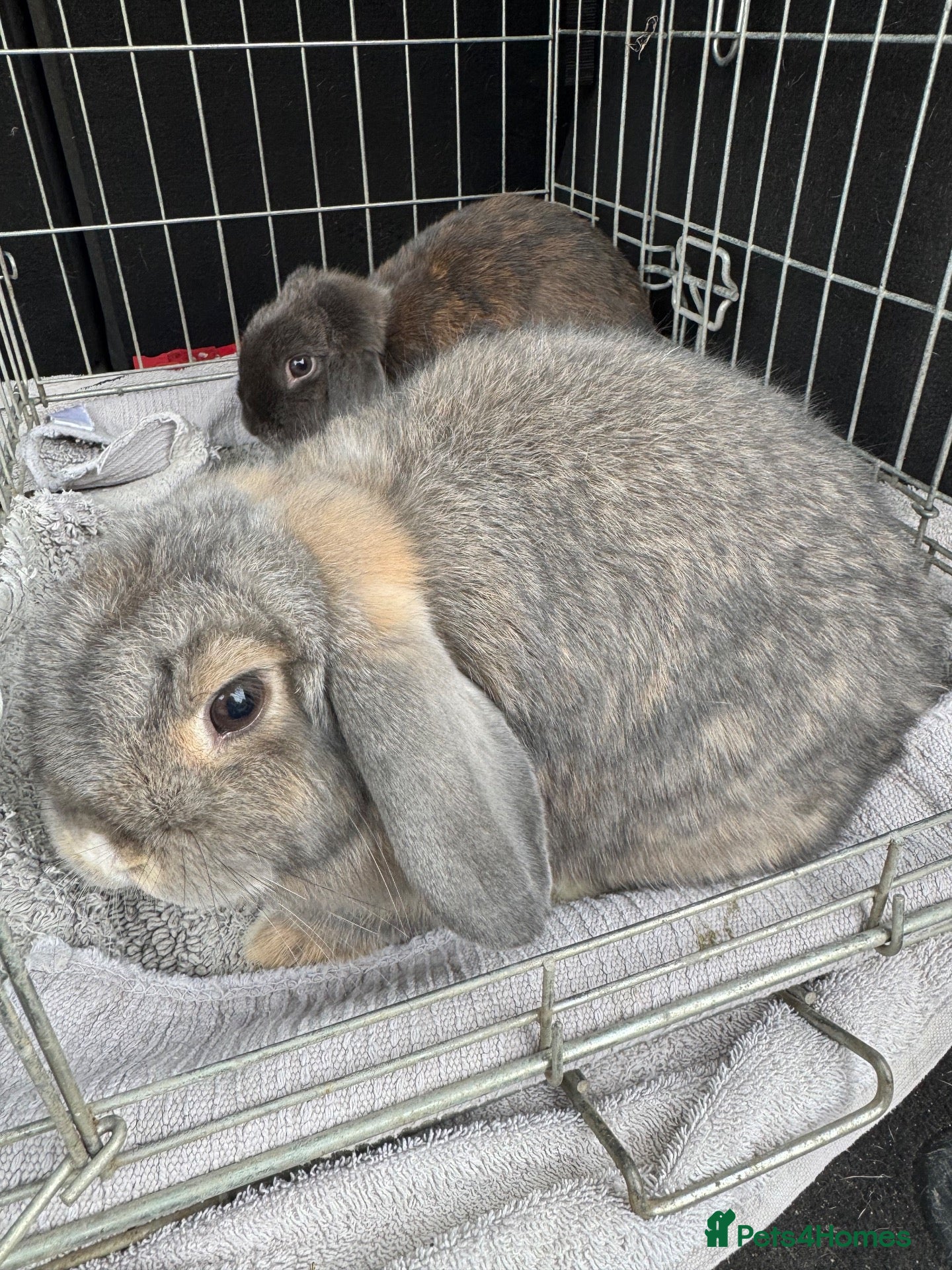 Mini Lop rabbits Rabbits for sale mini lop - Advert 8