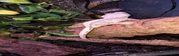 Gecko reptiles for sale: Crested geckos adult females stunning morphs - Advert 4
