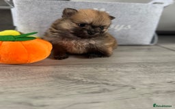 Pomeranian dogs for sale: KC registered Pomeranian puppies - Image 20