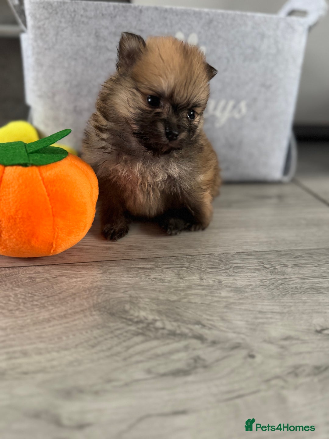 Pomeranian dogs for sale: KC registered Pomeranian puppies - Image 20