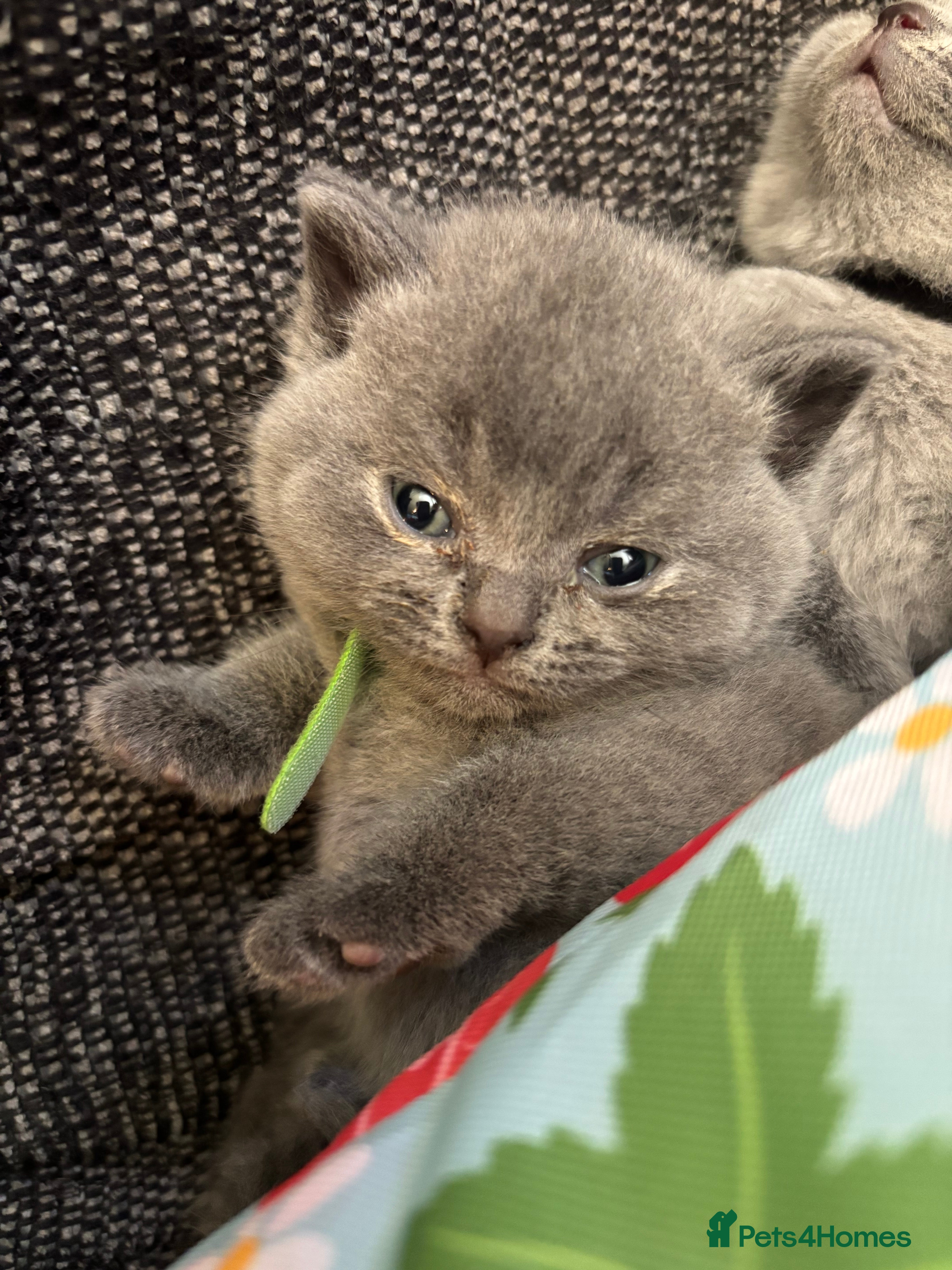 British Longhair cats for sale: British long haired blue girls  - Advert 2