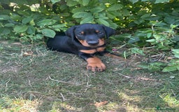 Dobermann dogs for sale: Proper Chunky Euro doberman pups 💕 - Image 20