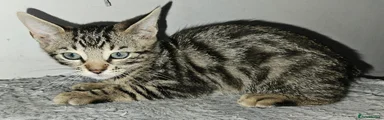 Bengal 3