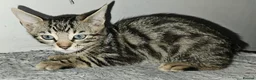 Bengal cats for sale: Bengal mix - Advert 6