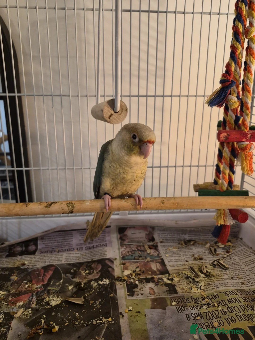 Budgerigars birds for sale: Beautiful Baby Dilute Conure  - Advert 1