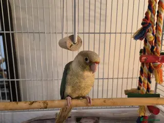 Budgerigars birds Beautiful Baby Dilute Conure - Advert 1