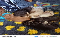 Cocker Spaniel dogs for sale: Show type Cocker spaniel puppy's KCR - Image 13