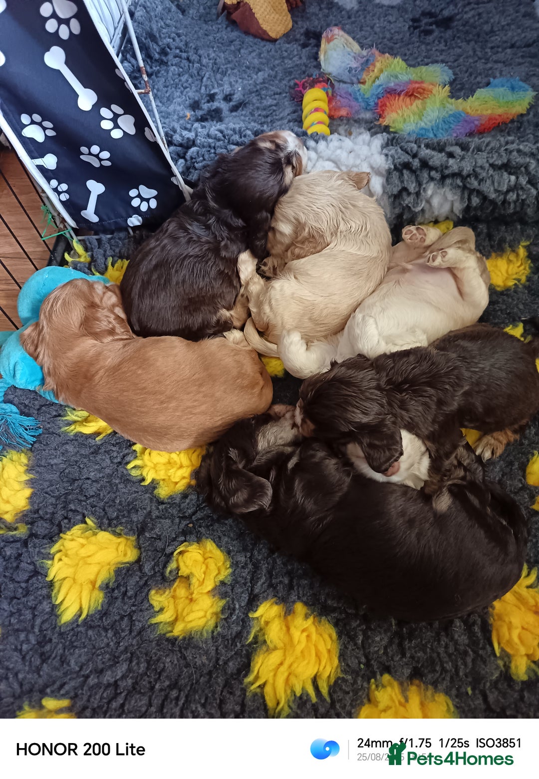 Cocker Spaniel dogs for sale: Show type Cocker spaniel puppy's KCR - Image 13