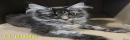 Maine Coon cats for sale: Last stunning Maine Coon kitten - Advert 18