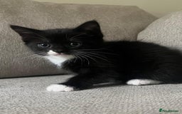 Mixed Breed cats for sale: Gorgeous half Persian fluffy Kittens  - Image 9