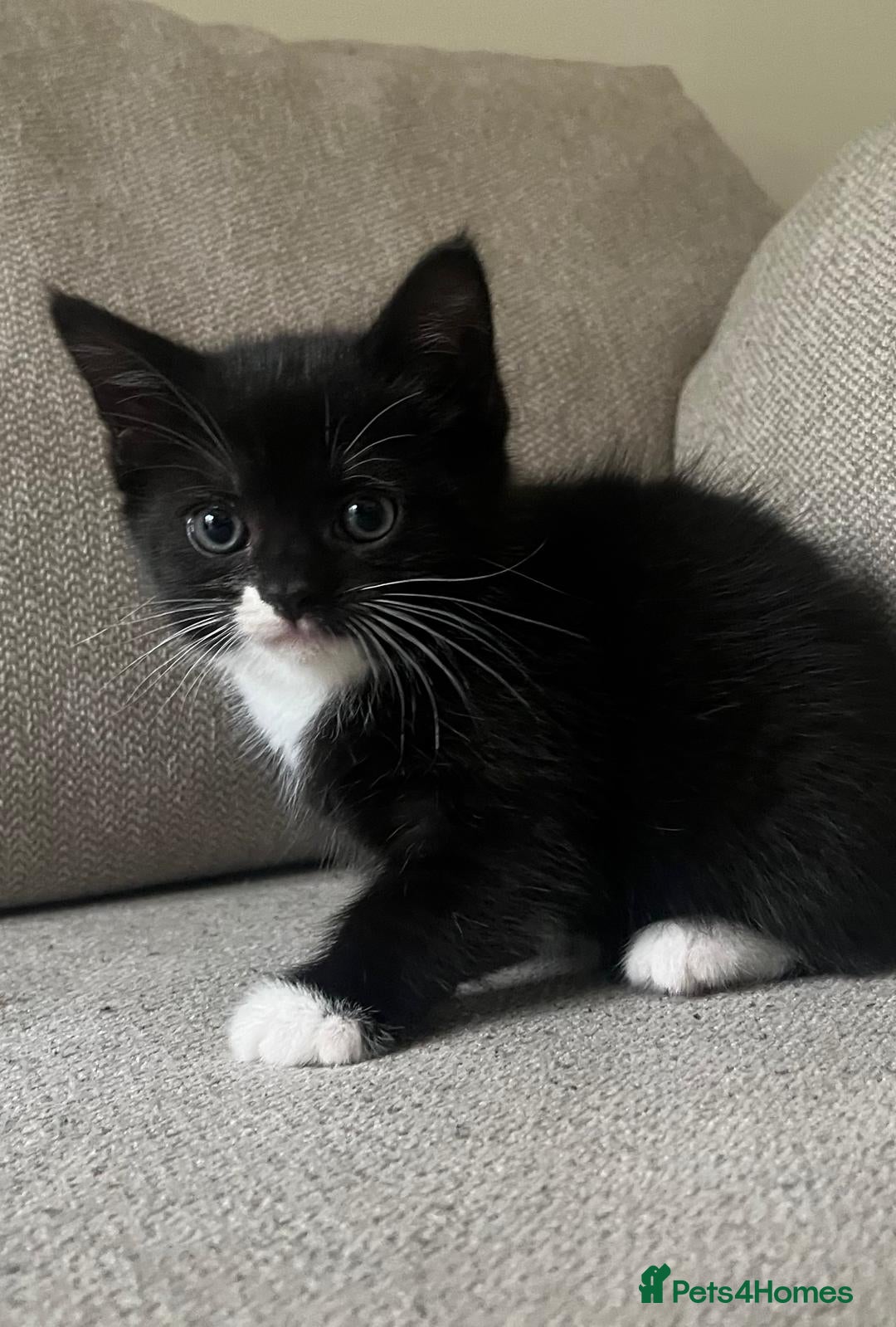 Mixed Breed cats for sale: Gorgeous half Persian fluffy Kittens  - Image 9