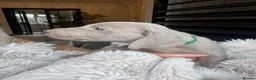 Weimaraner dogs for sale: 7 Weimaraner pups for sale ! - Advert 37