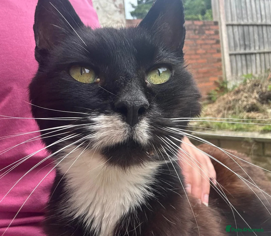 Mixed Breed cats for sale: Cuckoo The Cat - Advert 1